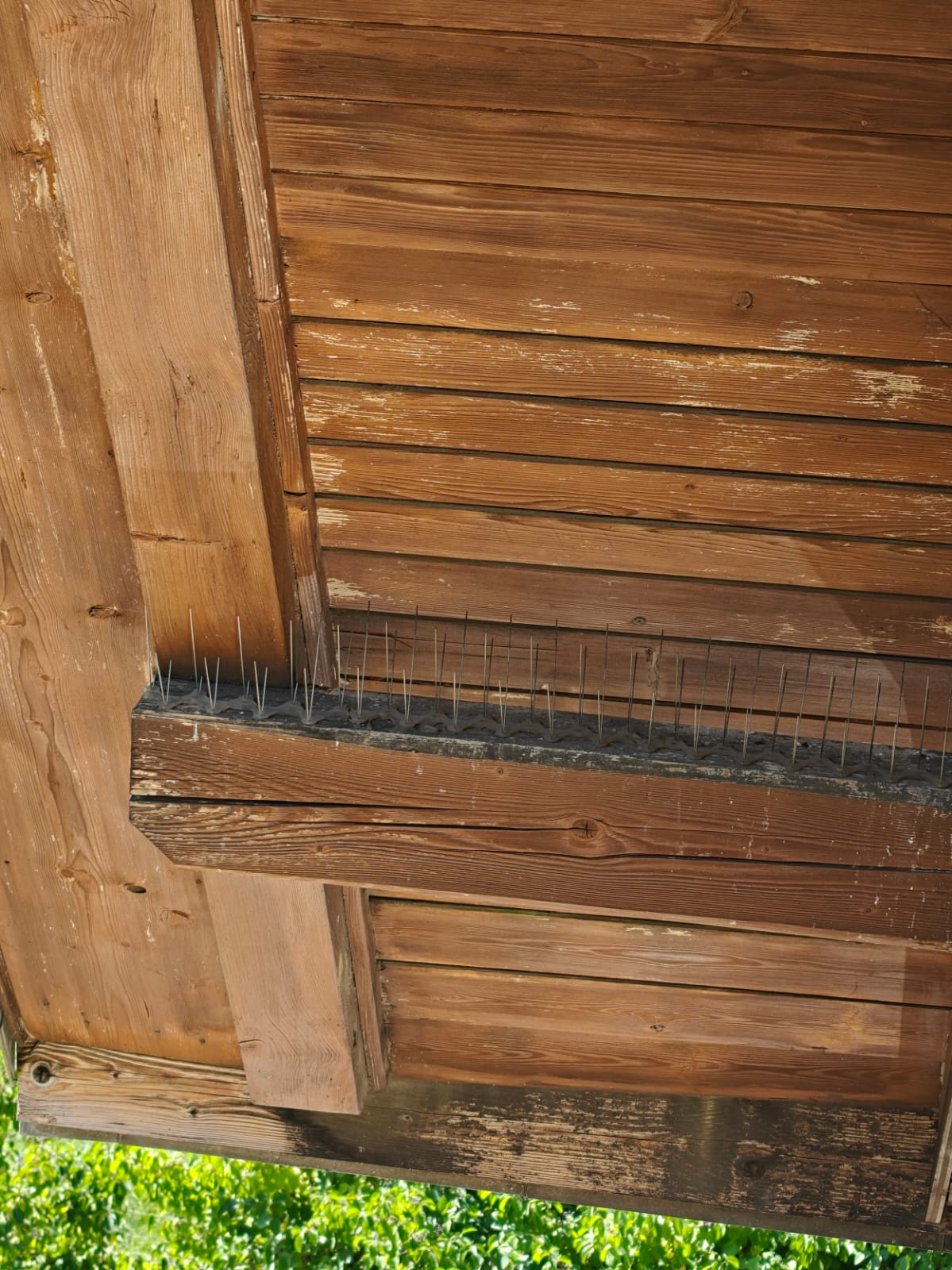 Montierte Taubenabwehrspitzen unter einem Holzdach